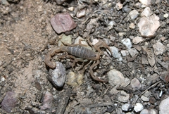 Paravaejovis confusus