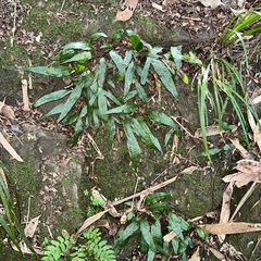 Leptochilus pteropus