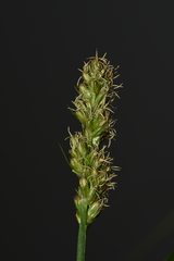 Carex otrubae