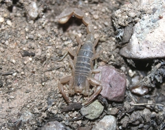 Paravaejovis confusus