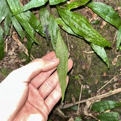 Leptochilus pteropus