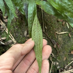 Leptochilus pteropus