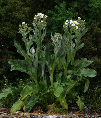 Senecio smithii