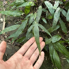 Leptochilus pteropus