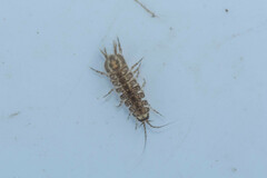 Asellus aquaticus