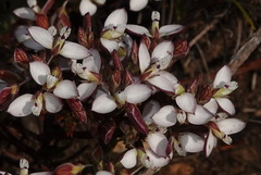 Polygala umbellata