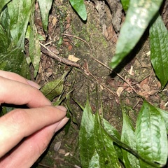 Leptochilus pteropus