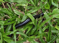 Archispirostreptus gigas