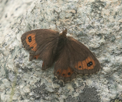 Erebia montanus