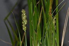 Carex otrubae