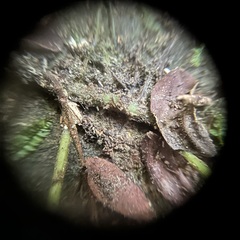 Leptochilus pteropus