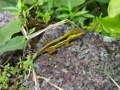 Anolis krugi