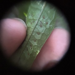 Leptochilus pteropus