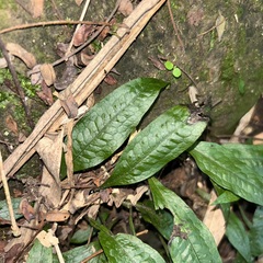 Leptochilus pteropus