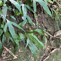 Leptochilus pteropus