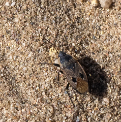 Graptopeltus lynceus