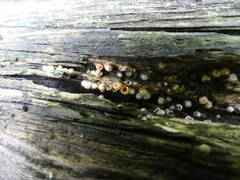 Sphaerobolus stellatus