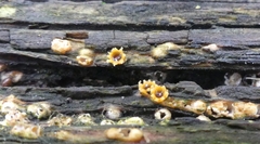 Sphaerobolus stellatus