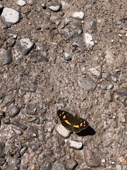 Telenassa berenice