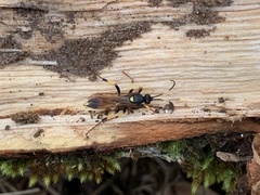 Ichneumon stramentor