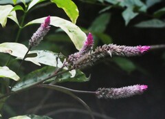 Celosia spicata