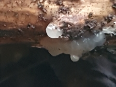 Myxarium nucleatum