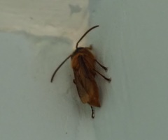 Provespa barthelemyi