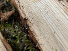 Ichneumon stramentor