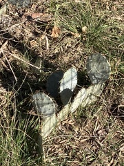 Opuntia lindheimeri