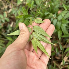 Ventilago leiocarpa