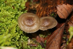 Marasmiineae