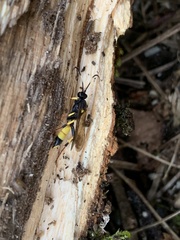 Ichneumon stramentor