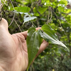 Stemona tuberosa