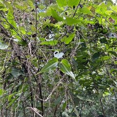Stemona tuberosa