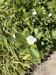 Catharanthus roseus