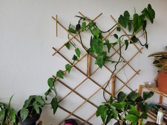 Philodendron quinquenervium