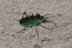 Cicindela tranquebarica sierra