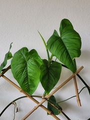 Philodendron quinquenervium