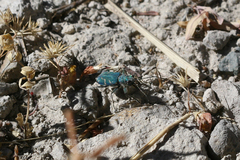Cicindela tranquebarica sierra
