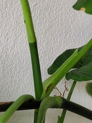 Philodendron quinquenervium