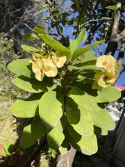 Euphorbia