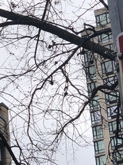 Callirhytis quercuspunctata