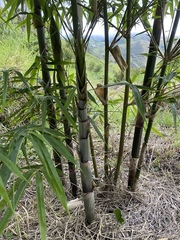 Bambusa eutuldoides