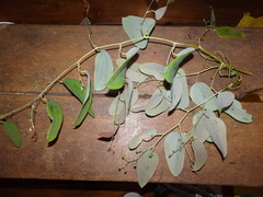 Smilax purpurata