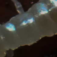 Scutigerella causeyae