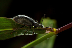 Lagria ventralis