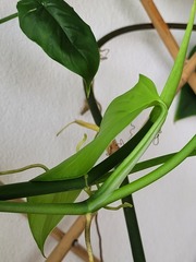 Philodendron quinquenervium