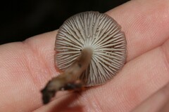 Marasmiineae