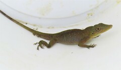 Anolis punctatus