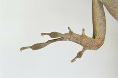Anolis punctatus